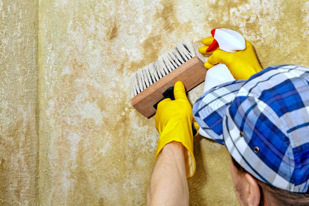 Mold Remediation for Vacation Homes in Paola, KS